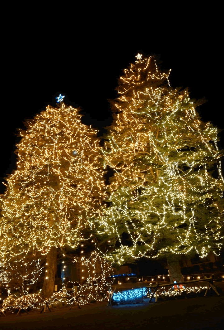 大きなクリスマスツリーの画像