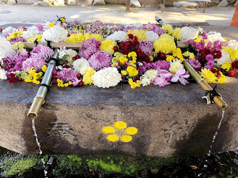 防府天満宮の菊花展での画像