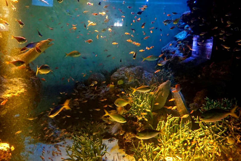 夜の水族館の画像