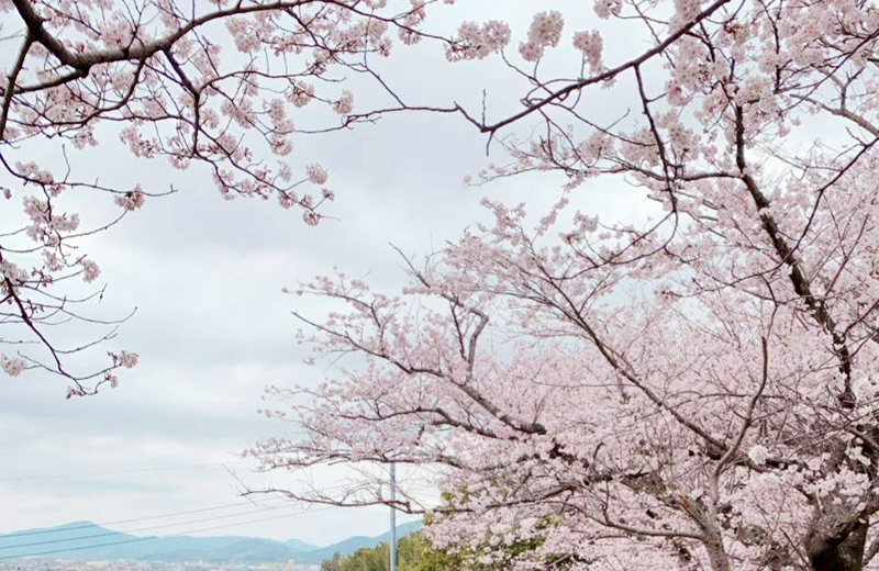 桜の写真