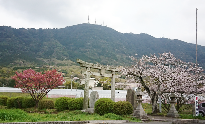 春日神社のハートの桜の写真