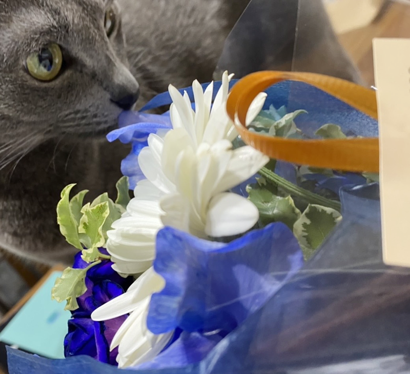 花束と猫の写真