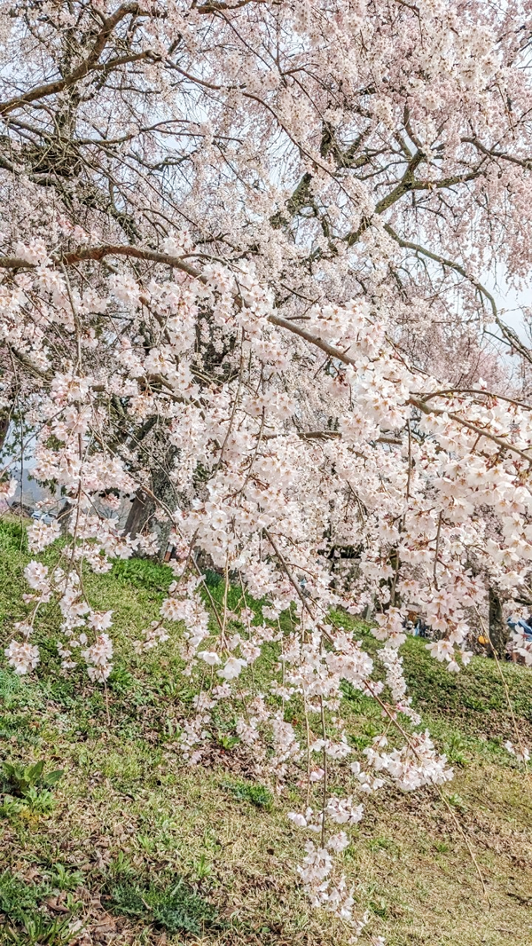 桜の写真